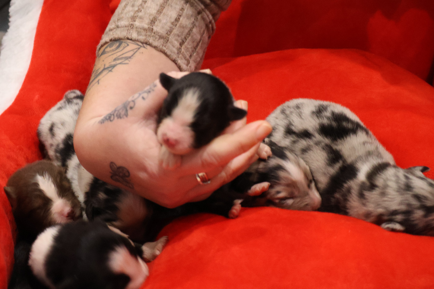 Des Highlands Du Sud - Chiots disponibles - Berger Australien