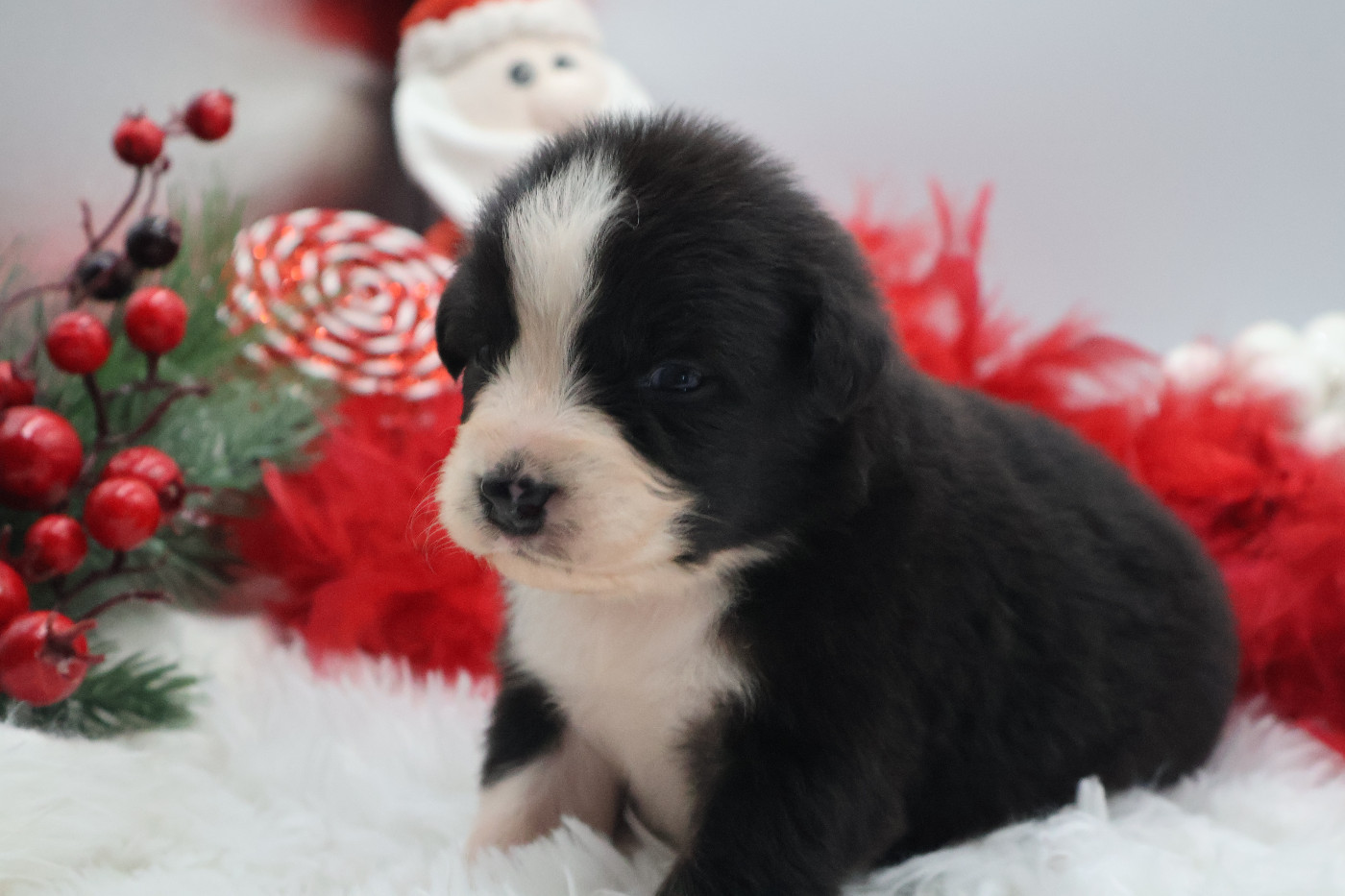 Des Highlands Du Sud - Chiots disponibles - Berger Australien