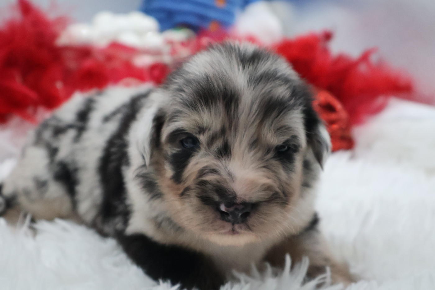 Des Highlands Du Sud - Chiots disponibles - Berger Australien