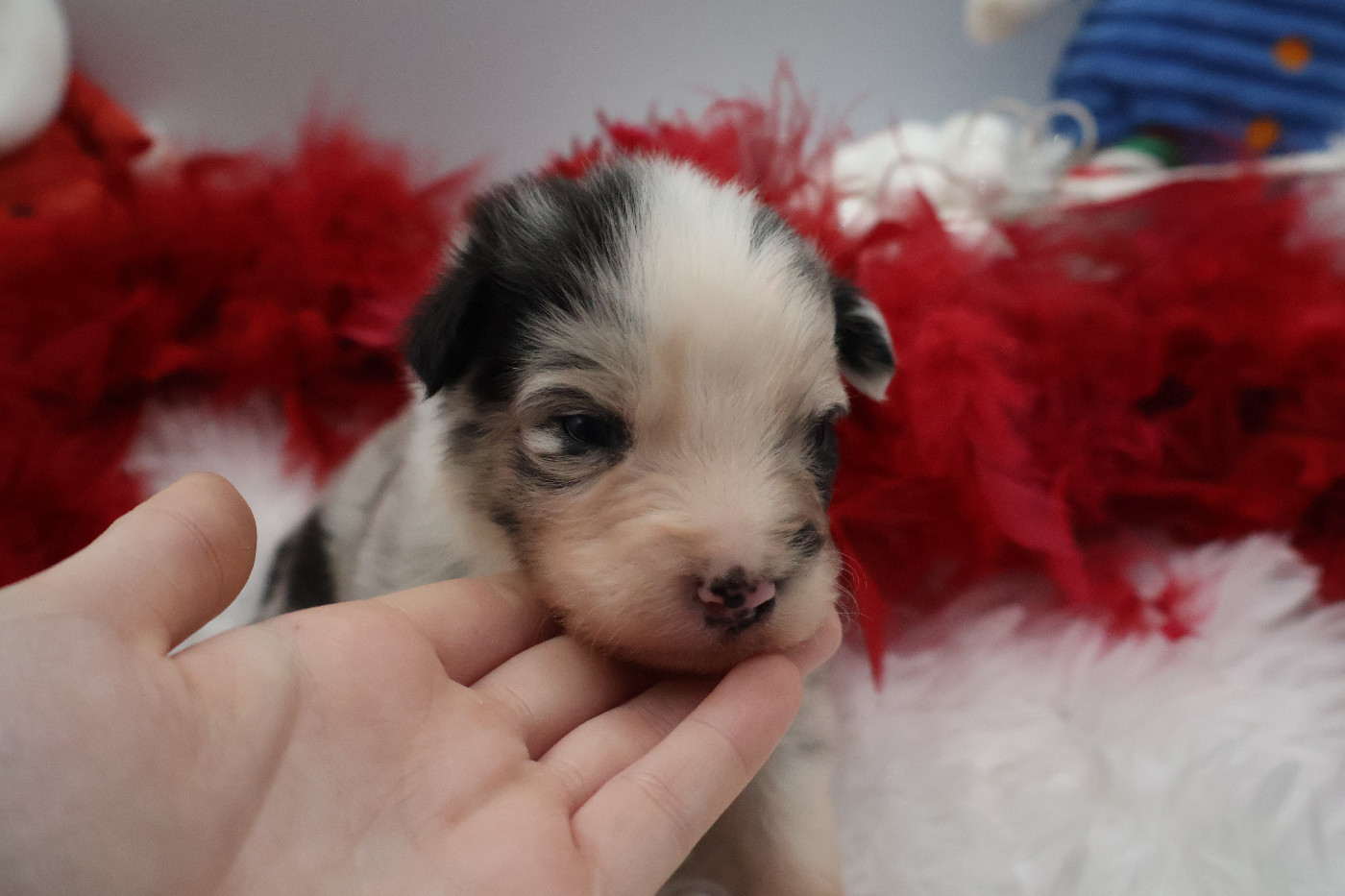 Des Highlands Du Sud - Chiots disponibles - Berger Australien