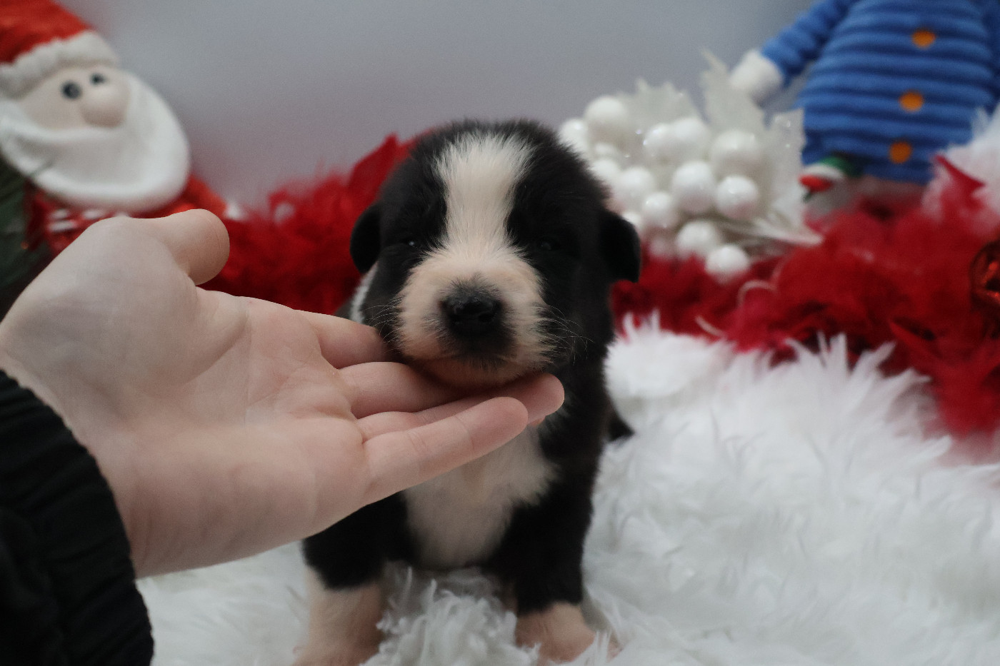 Des Highlands Du Sud - Chiots disponibles - Berger Australien