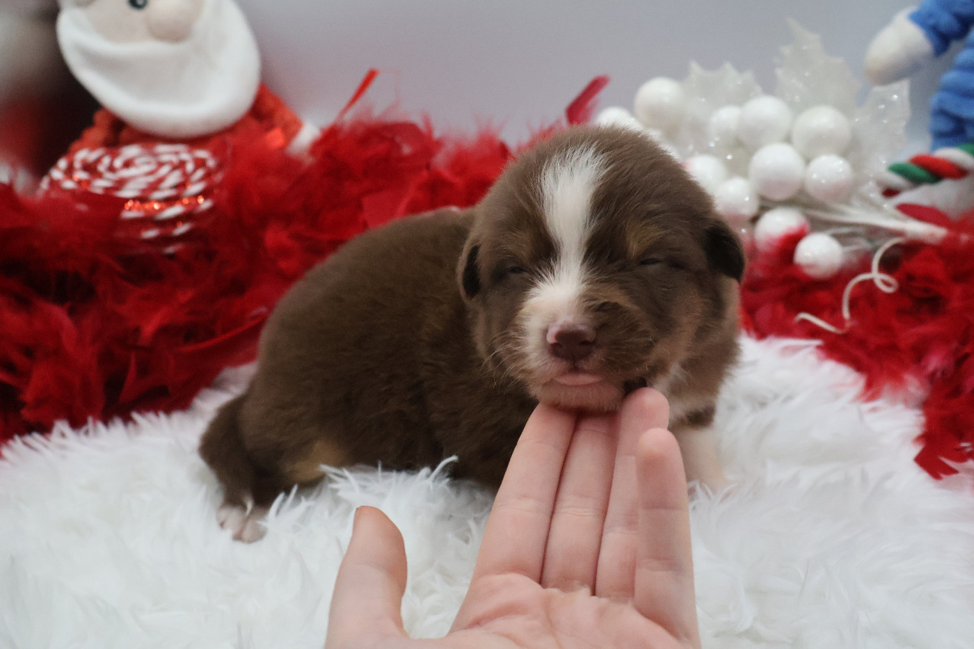 Des Highlands Du Sud - Chiots disponibles - Berger Australien