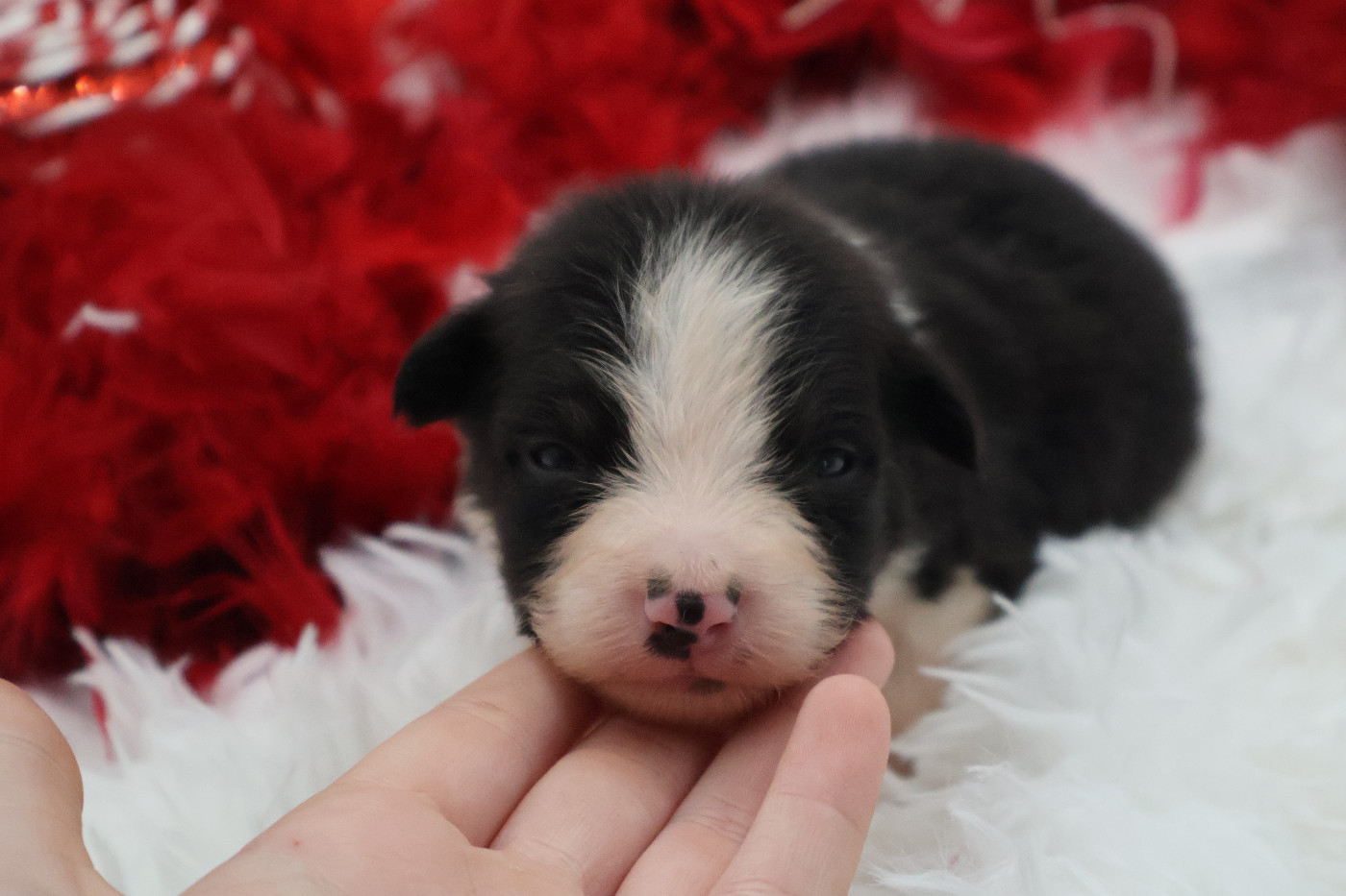 Des Highlands Du Sud - Chiots disponibles - Berger Australien