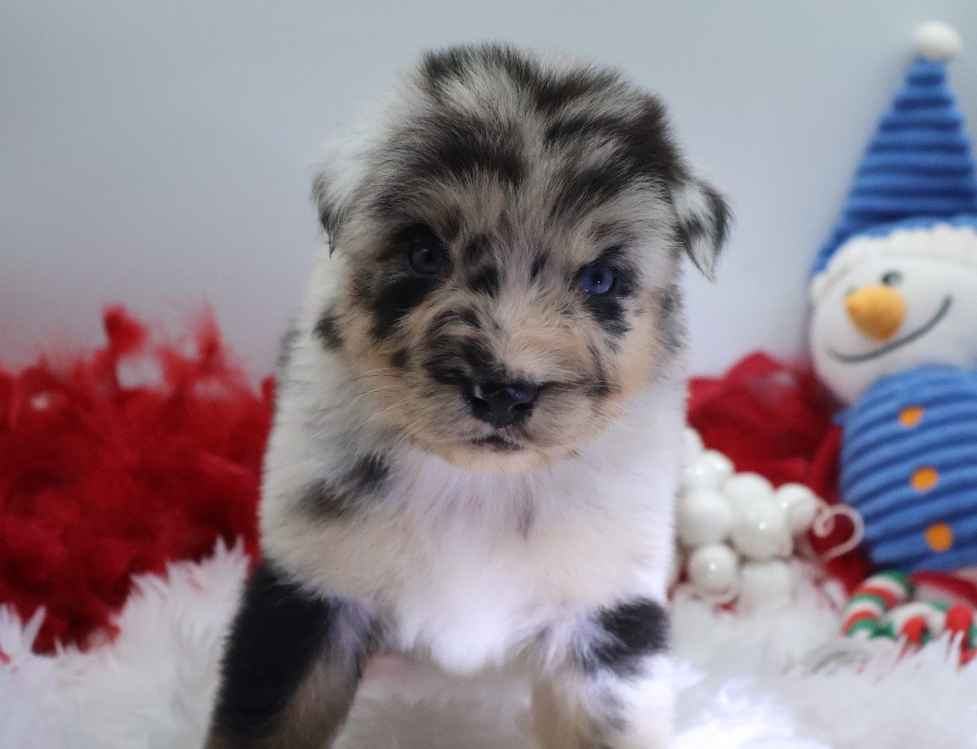 Des Highlands Du Sud - Chiots disponibles - Berger Australien