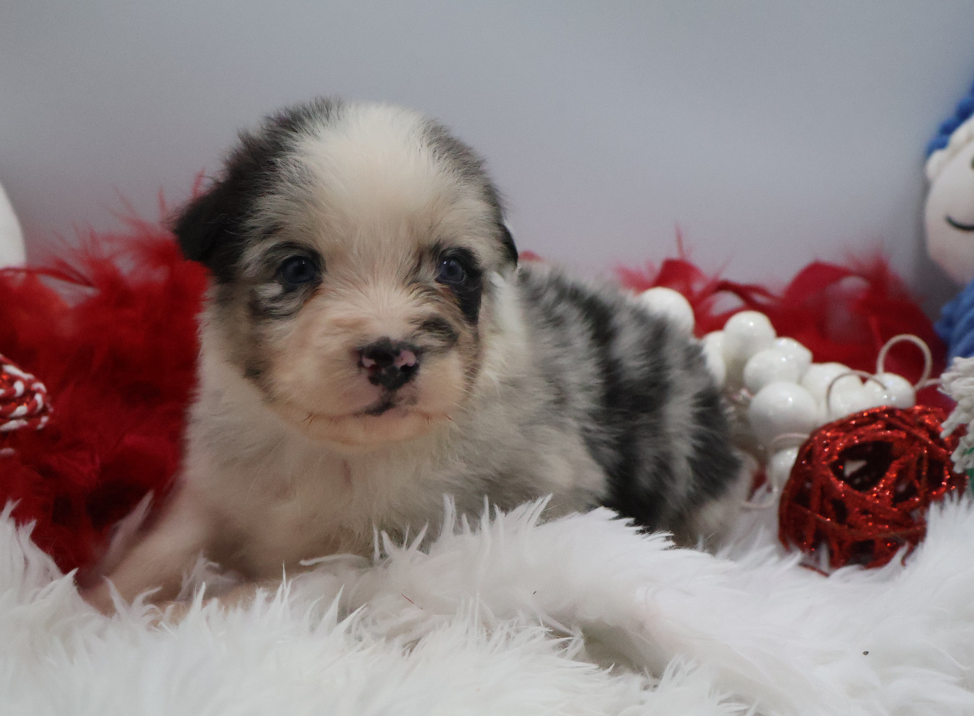 Des Highlands Du Sud - Chiots disponibles - Berger Australien