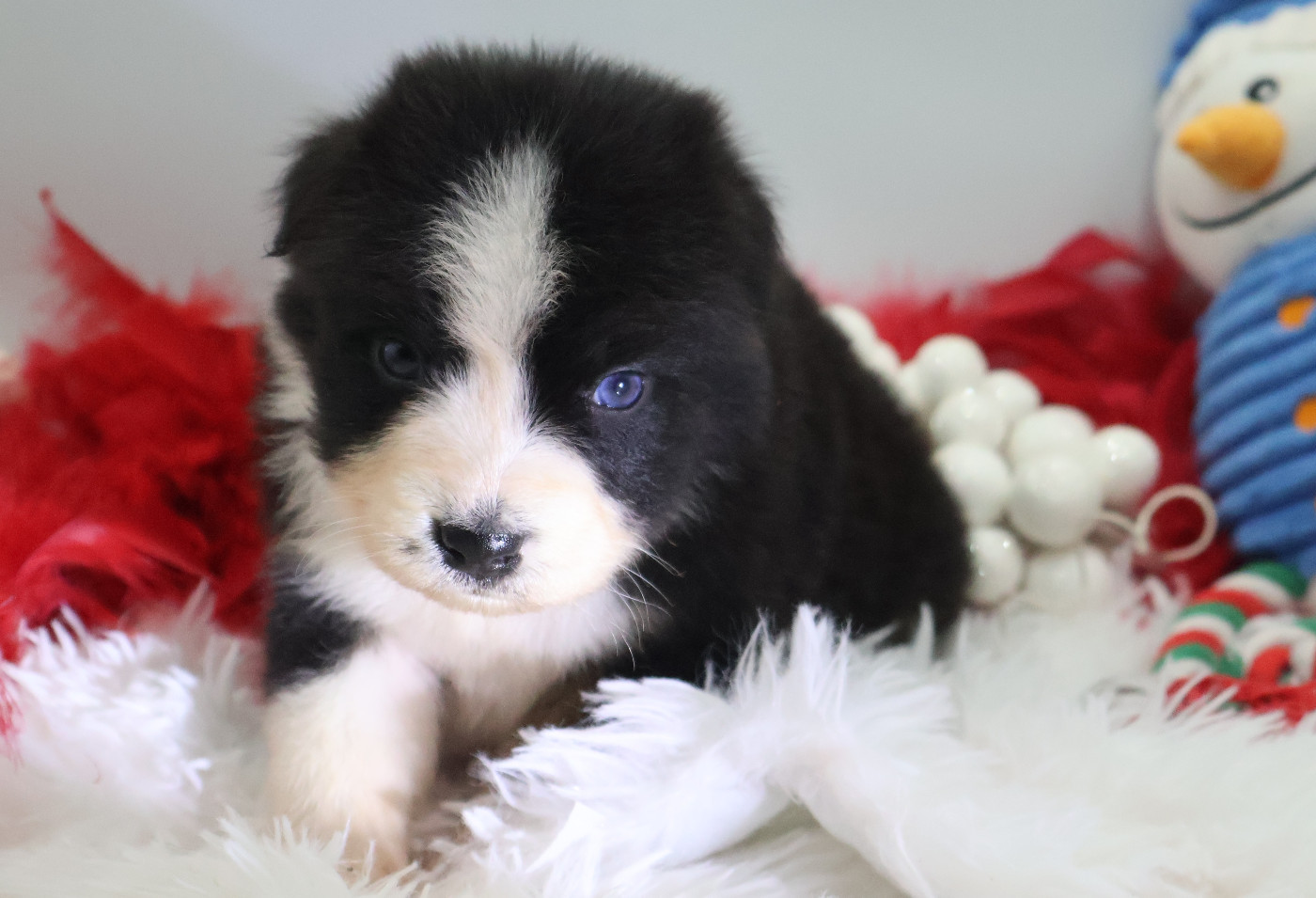 Des Highlands Du Sud - Chiots disponibles - Berger Australien