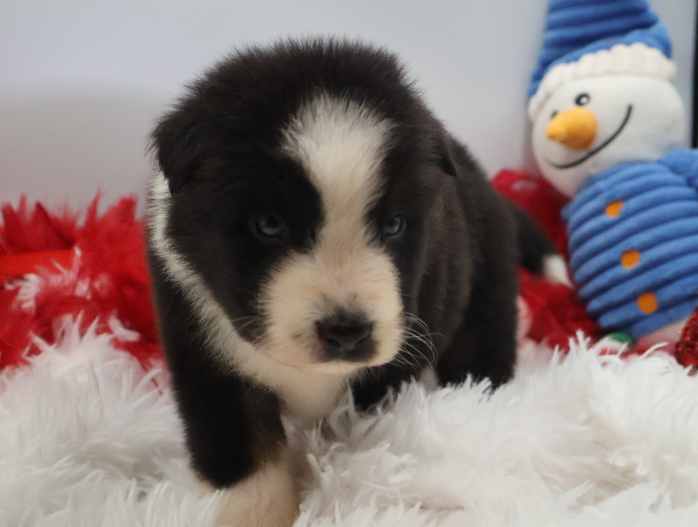 Des Highlands Du Sud - Chiots disponibles - Berger Australien