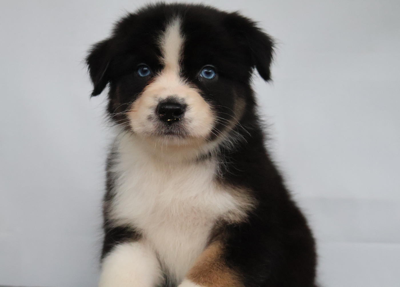 Des Highlands Du Sud - Chiots disponibles - Berger Australien