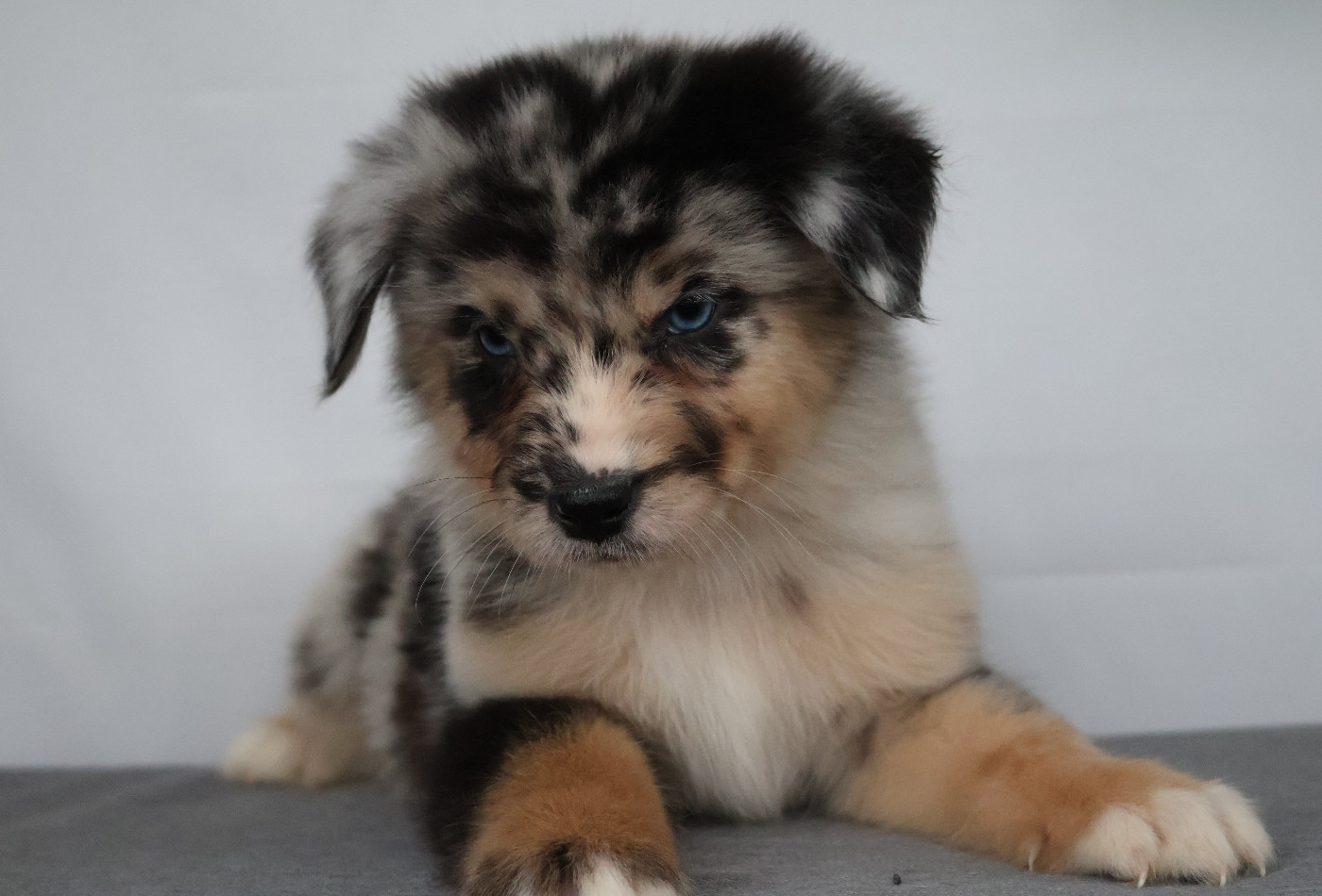 Des Highlands Du Sud - Chiots disponibles - Berger Australien