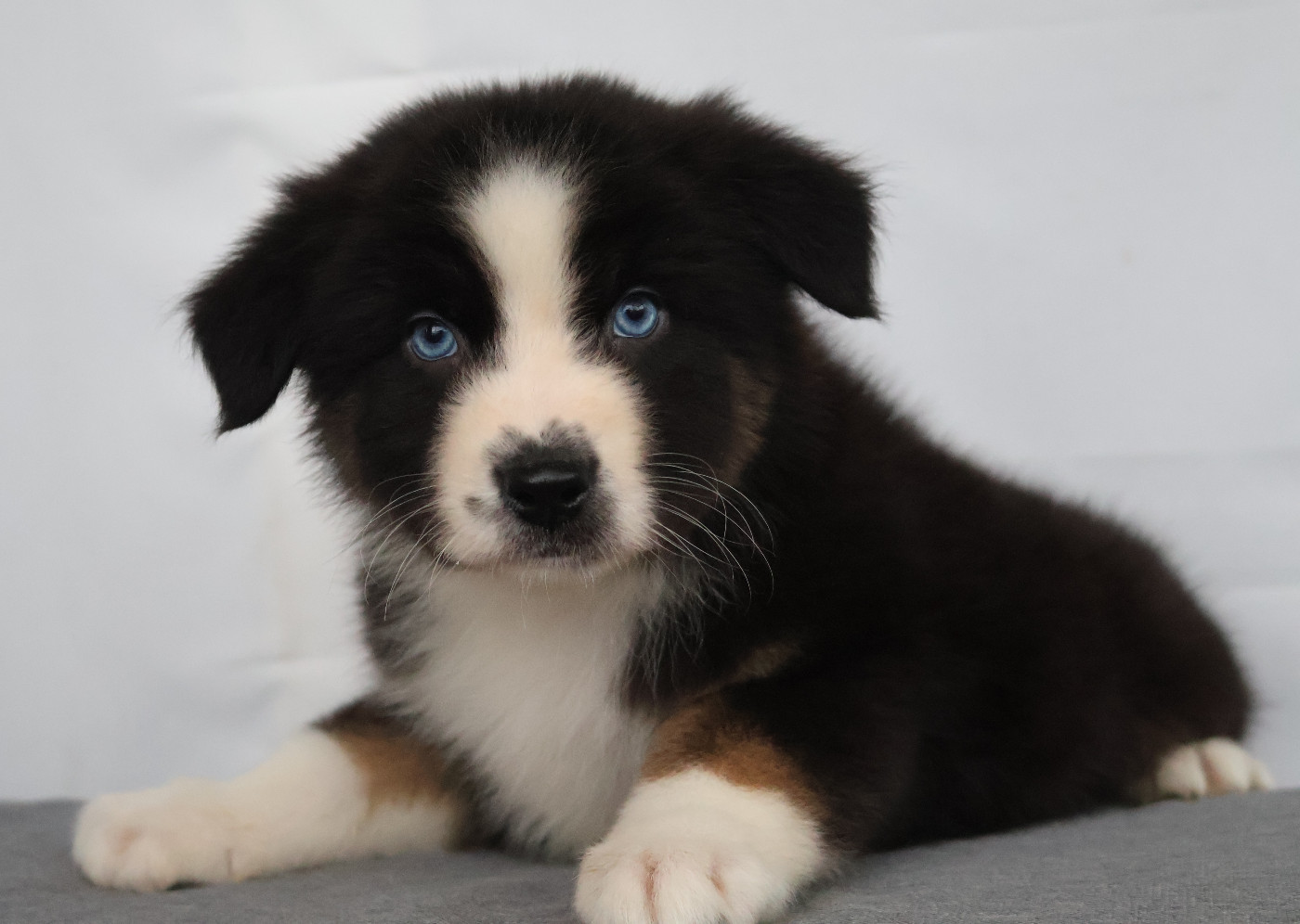 Des Highlands Du Sud - Chiots disponibles - Berger Australien