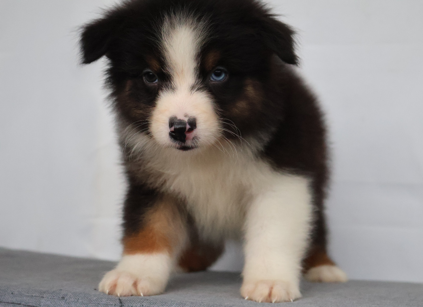 Des Highlands Du Sud - Chiots disponibles - Berger Australien