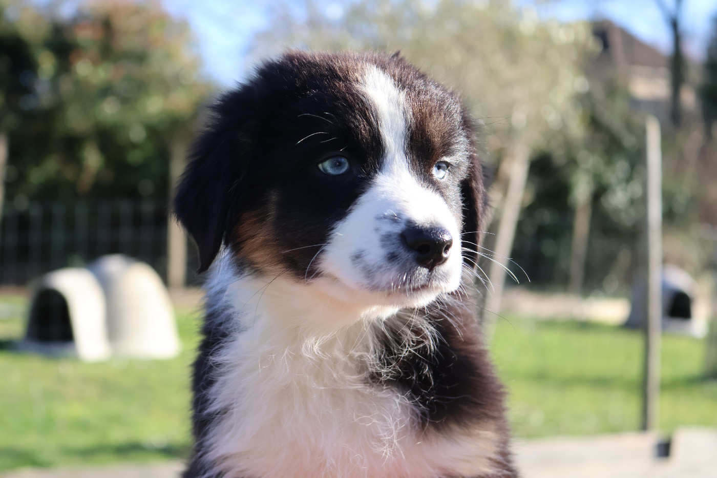 Des Highlands Du Sud - Chiots disponibles - Berger Australien