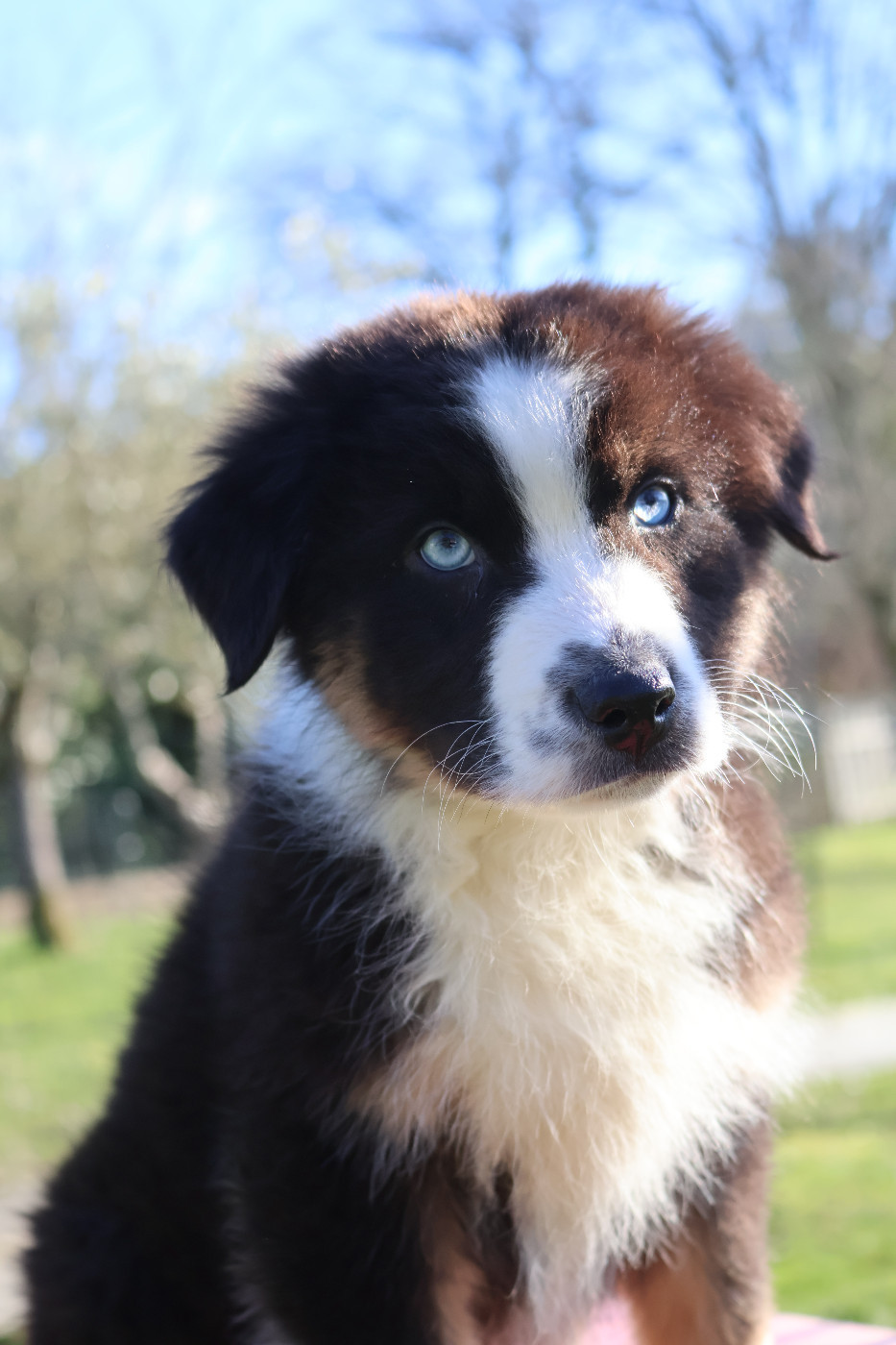 Des Highlands Du Sud - Chiots disponibles - Berger Australien