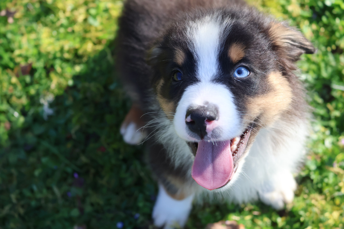 Des Highlands Du Sud - Chiots disponibles - Berger Australien