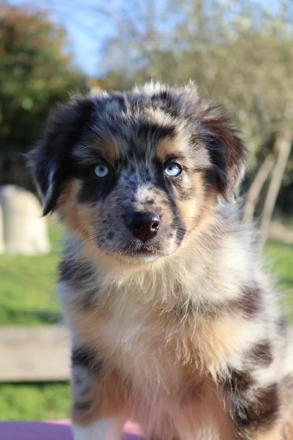 Des Highlands Du Sud - Chiots disponibles - Berger Australien