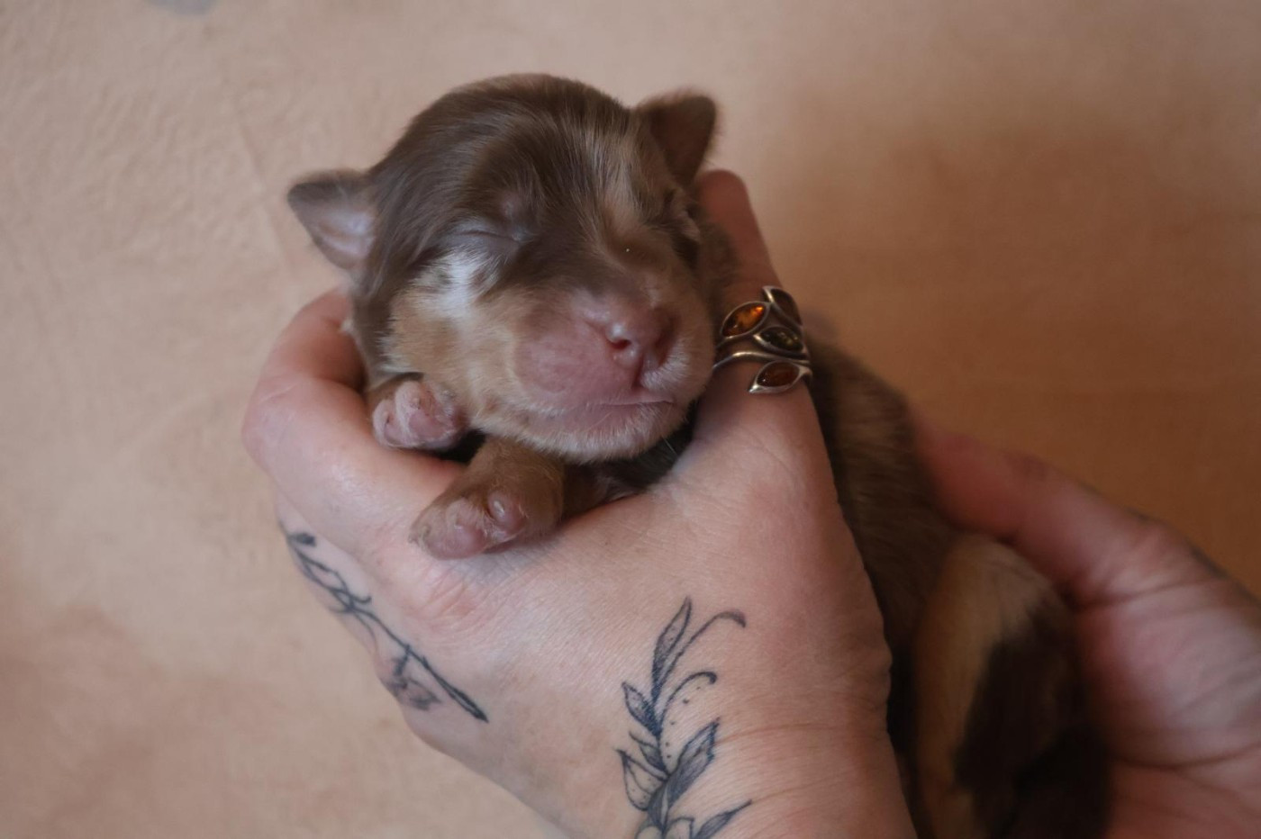 Des Highlands Du Sud - Chiots disponibles - Berger Australien