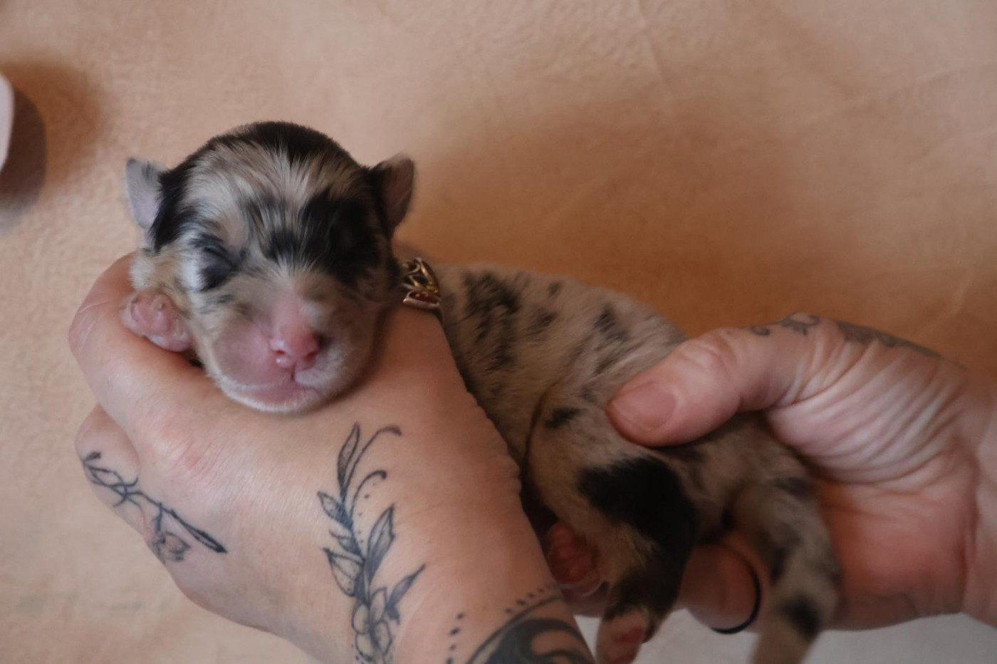 Des Highlands Du Sud - Chiots disponibles - Berger Australien