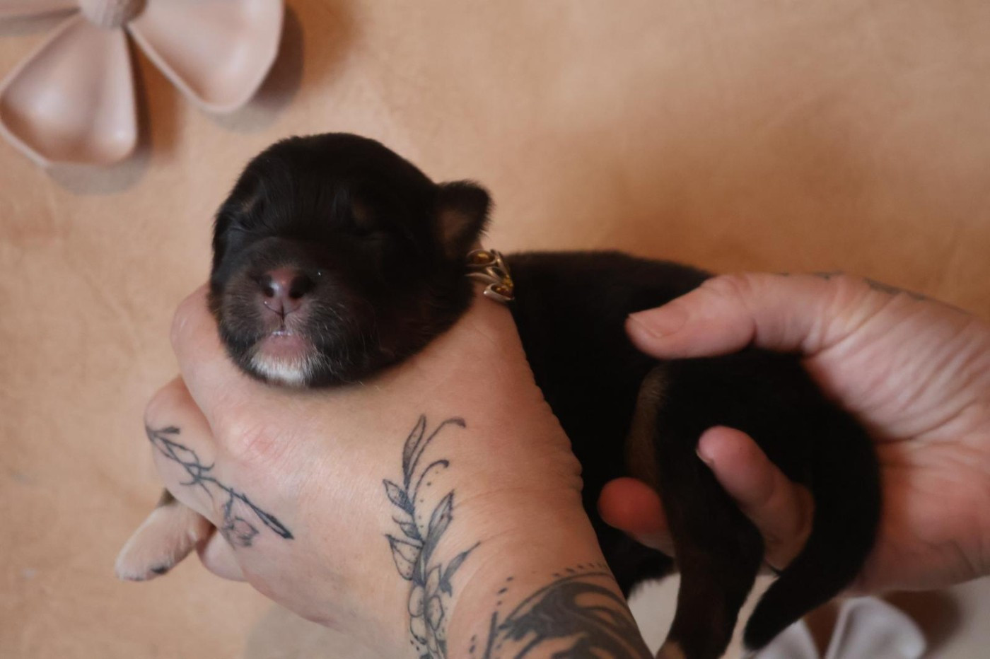 Des Highlands Du Sud - Chiots disponibles - Berger Australien