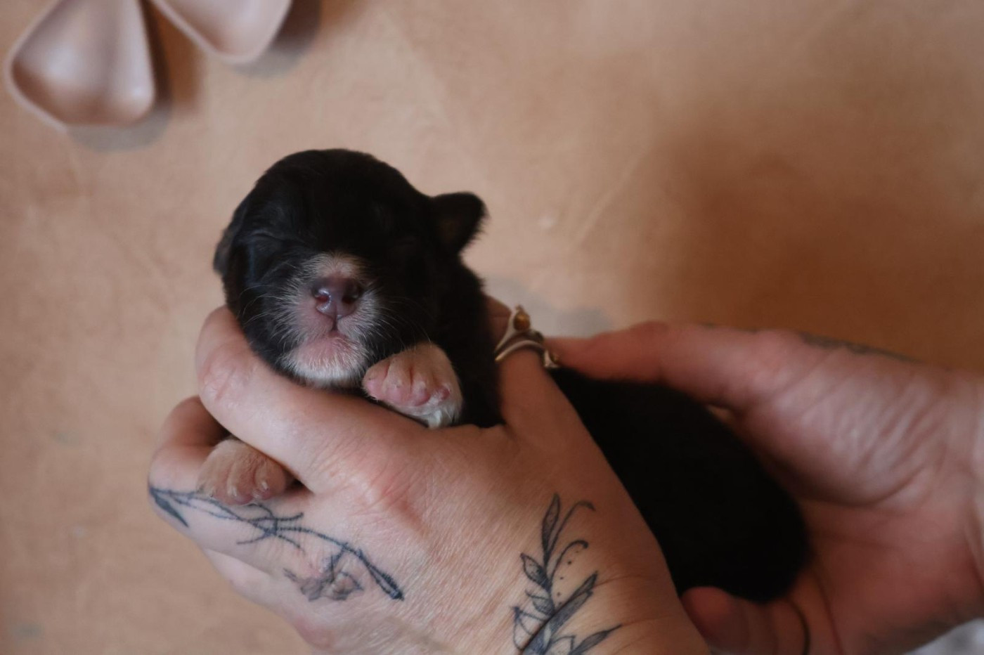 Des Highlands Du Sud - Chiots disponibles - Berger Australien