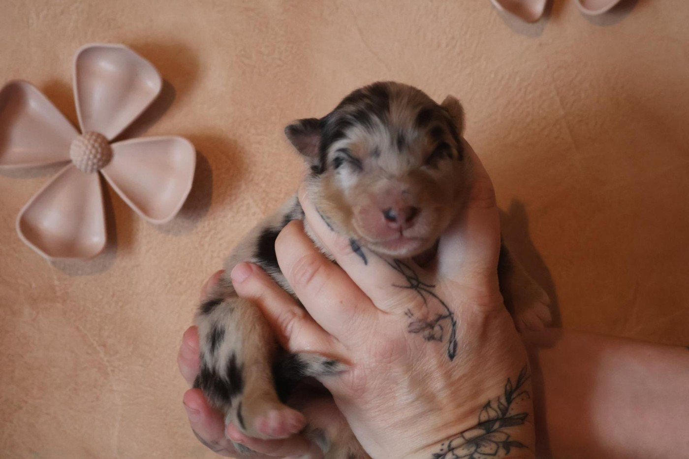 Des Highlands Du Sud - Chiots disponibles - Berger Australien