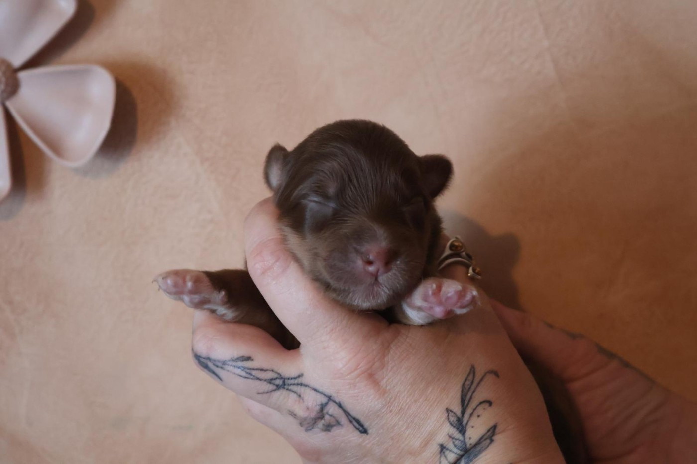 Des Highlands Du Sud - Chiots disponibles - Berger Australien