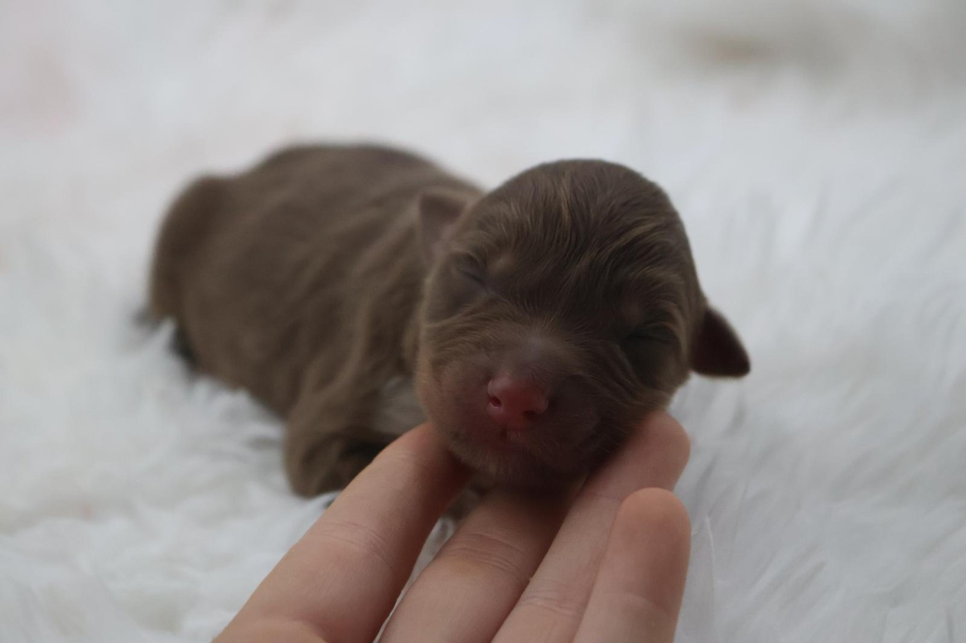 Des Highlands Du Sud - Chiots disponibles - Berger Australien