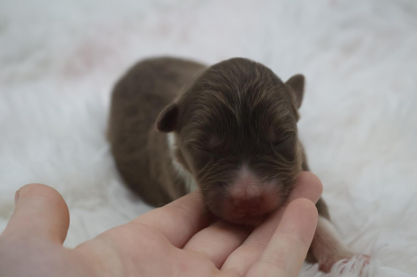 Des Highlands Du Sud - Chiots disponibles - Berger Australien