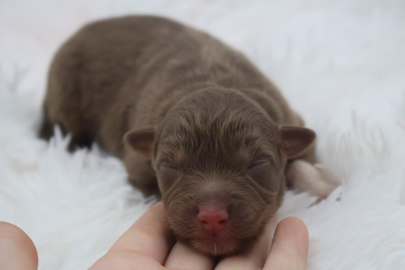 Des Highlands Du Sud - Chiots disponibles - Berger Australien