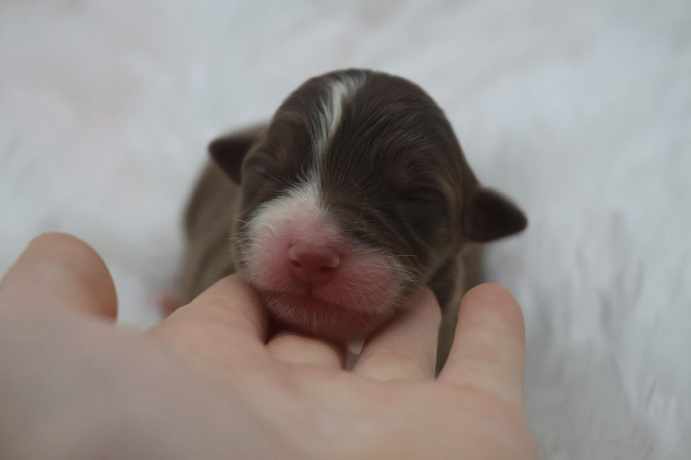 Des Highlands Du Sud - Chiots disponibles - Berger Australien