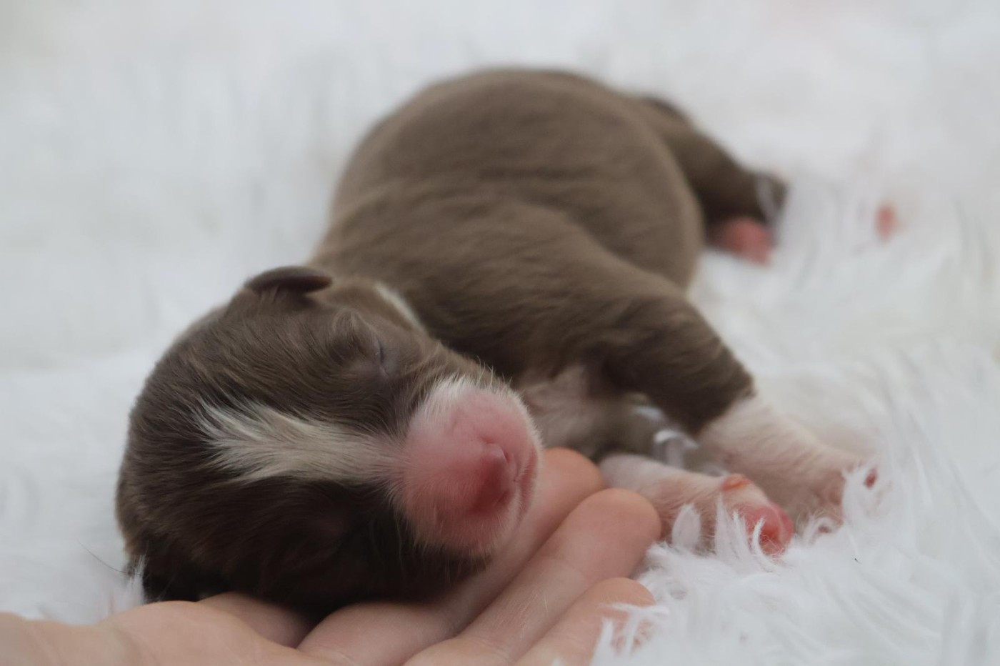 Des Highlands Du Sud - Chiots disponibles - Berger Australien