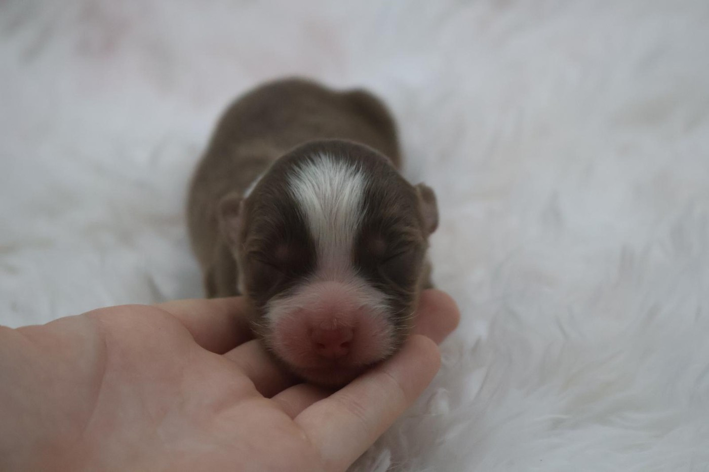 Des Highlands Du Sud - Chiots disponibles - Berger Australien