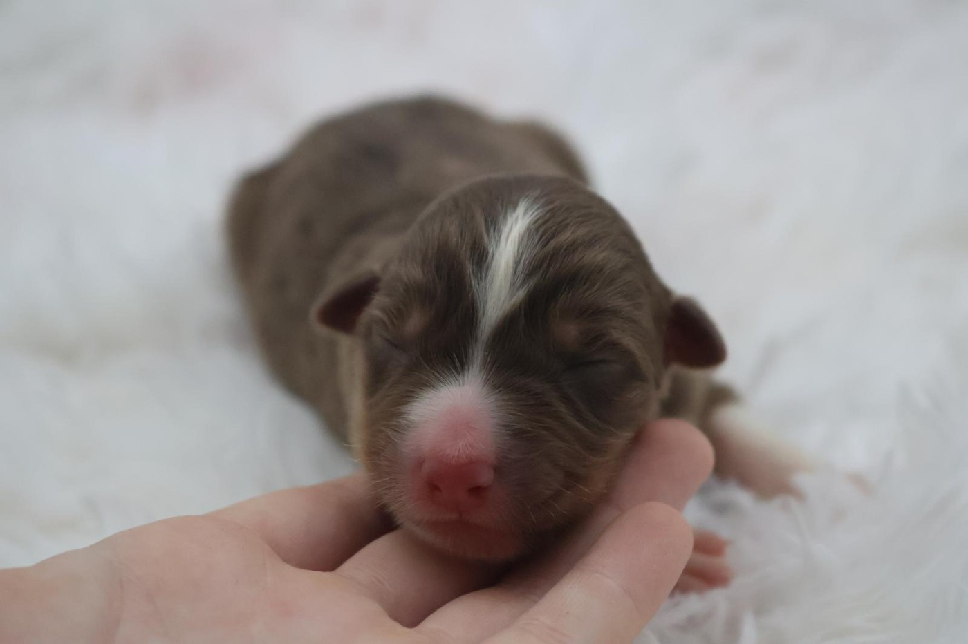 Des Highlands Du Sud - Chiots disponibles - Berger Australien