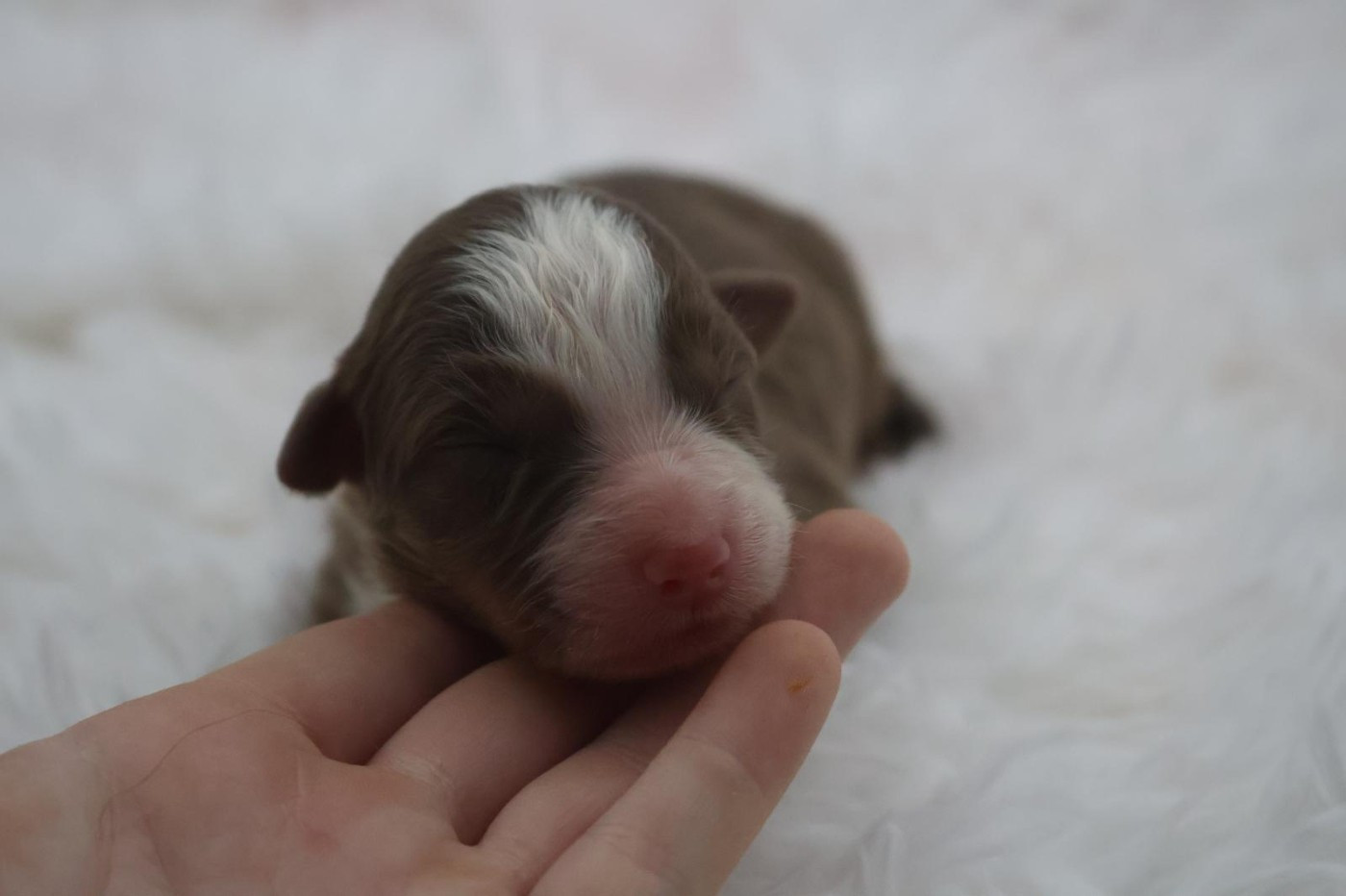 Des Highlands Du Sud - Chiots disponibles - Berger Australien
