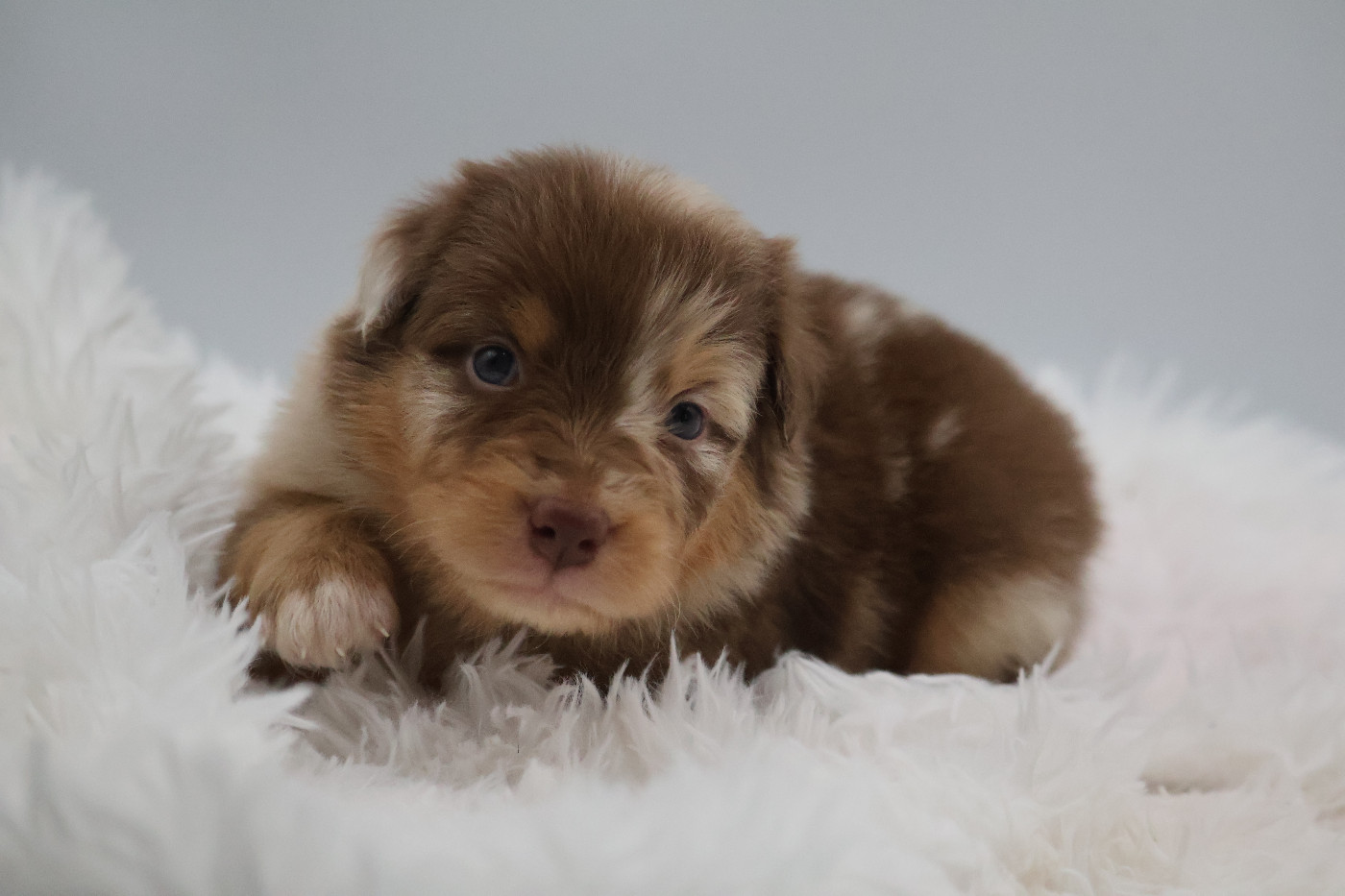Des Highlands Du Sud - Chiots disponibles - Berger Australien