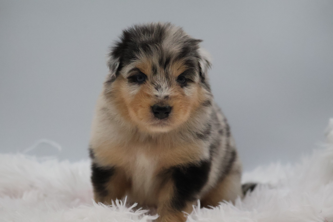 Des Highlands Du Sud - Chiots disponibles - Berger Australien