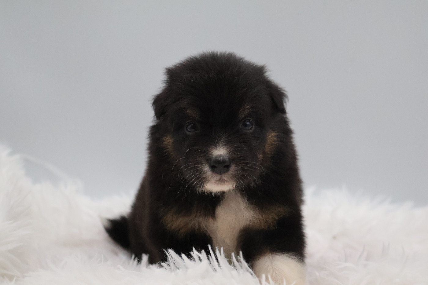 Des Highlands Du Sud - Chiots disponibles - Berger Australien