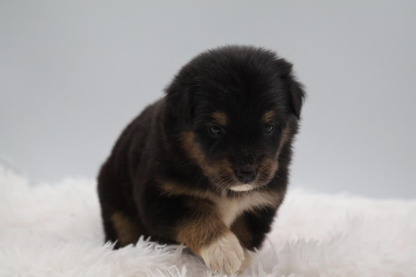 Des Highlands Du Sud - Chiots disponibles - Berger Australien