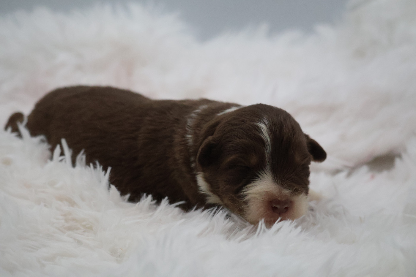 Des Highlands Du Sud - Chiots disponibles - Berger Australien