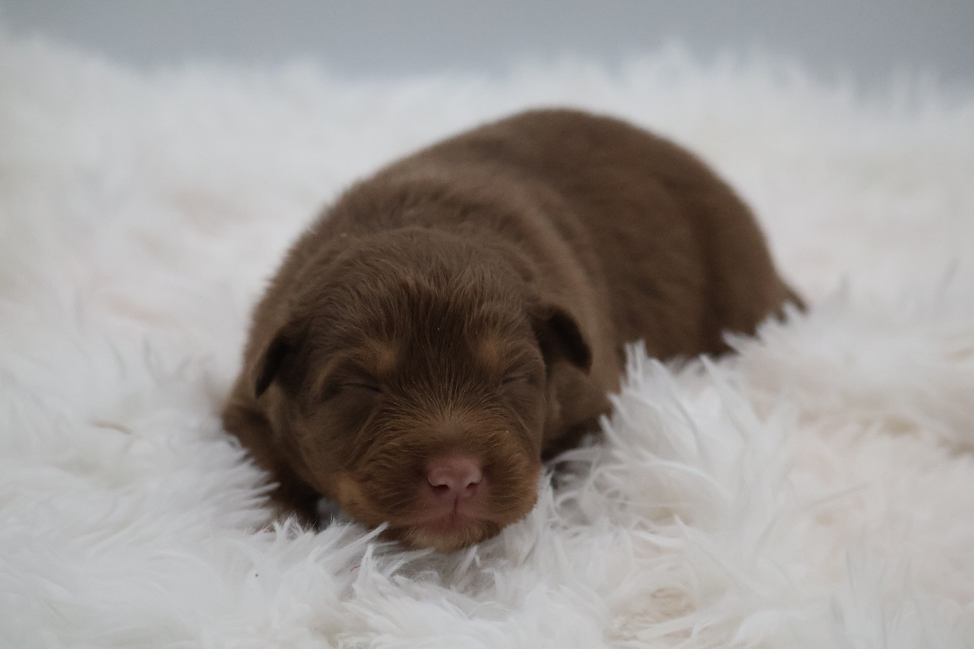 Des Highlands Du Sud - Chiots disponibles - Berger Australien