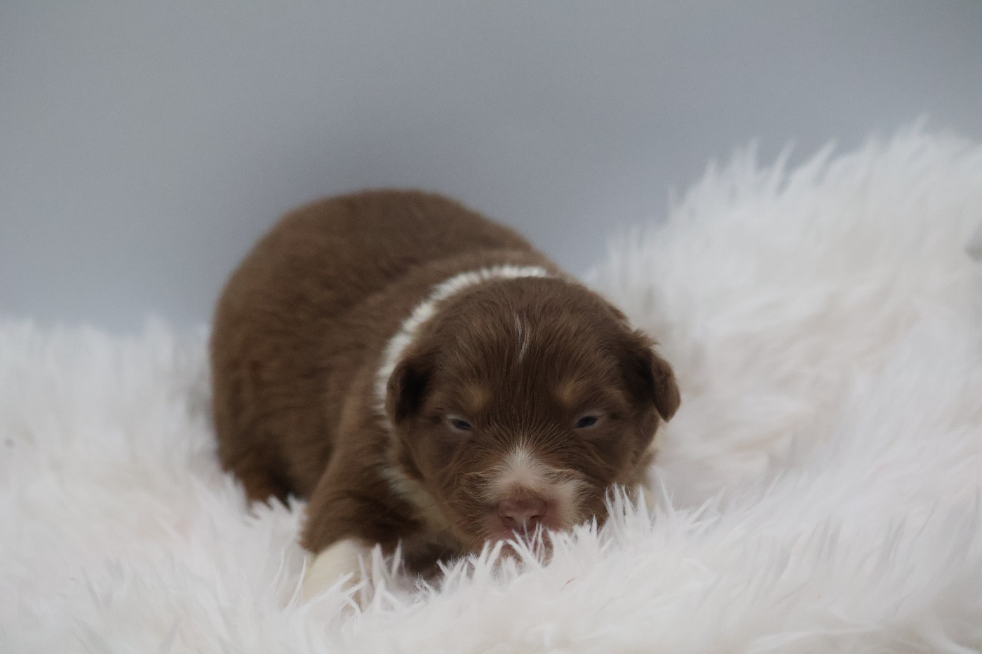 Des Highlands Du Sud - Chiots disponibles - Berger Australien