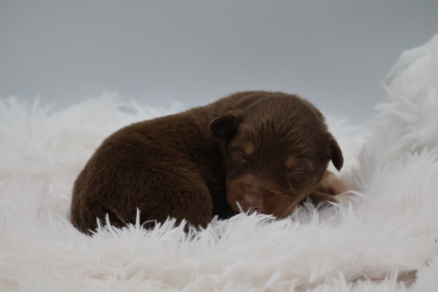 Des Highlands Du Sud - Chiots disponibles - Berger Australien
