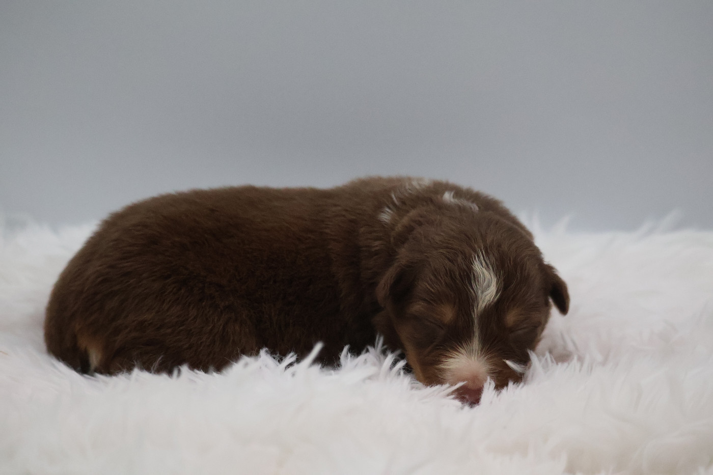 Des Highlands Du Sud - Chiots disponibles - Berger Australien