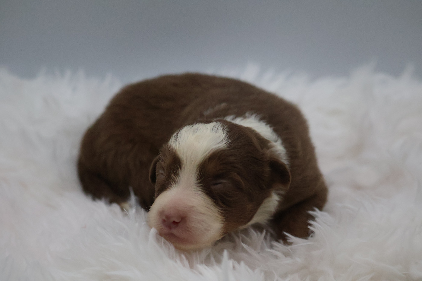Des Highlands Du Sud - Chiots disponibles - Berger Australien
