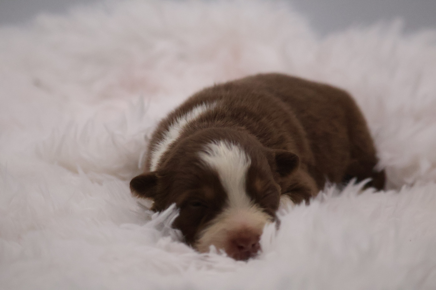 Des Highlands Du Sud - Chiots disponibles - Berger Australien