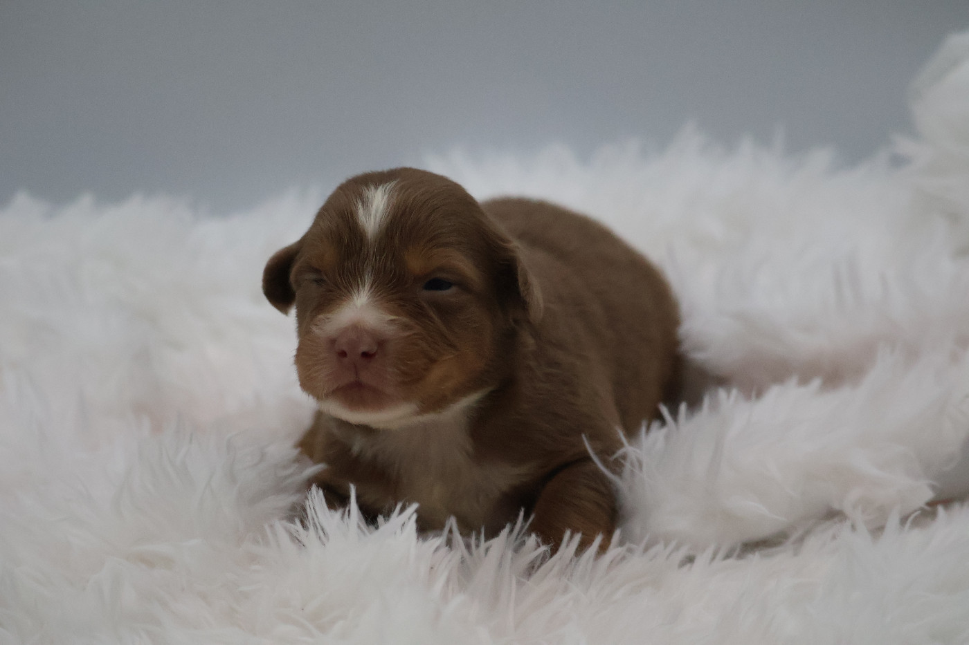 Des Highlands Du Sud - Chiots disponibles - Berger Australien
