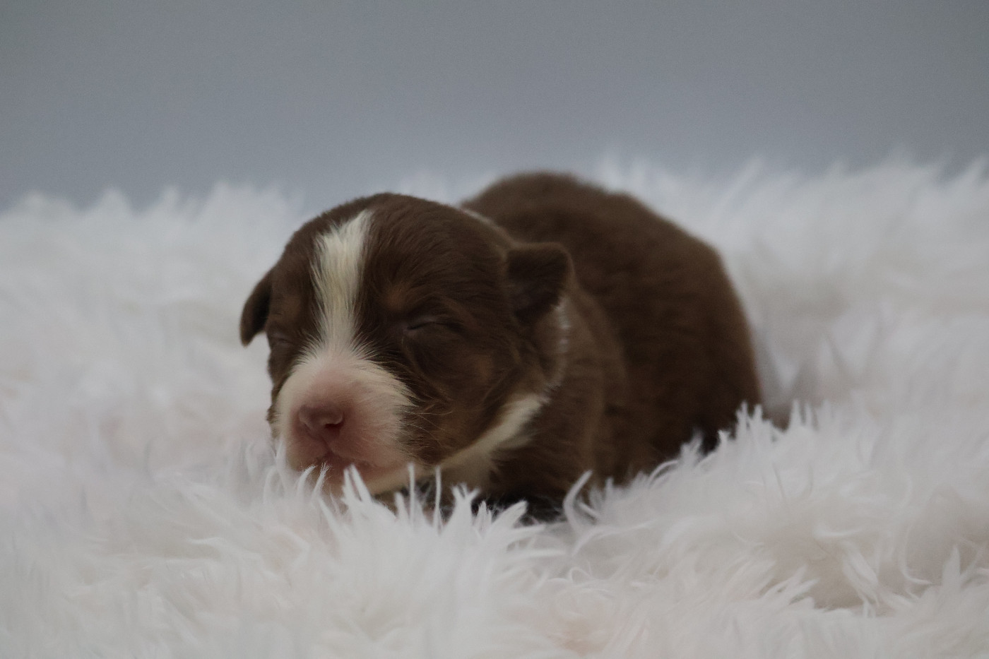 Des Highlands Du Sud - Chiots disponibles - Berger Australien