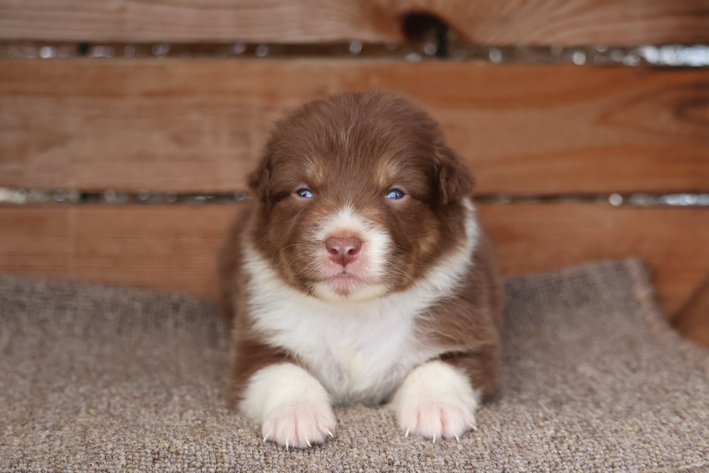 Des Highlands Du Sud - Chiots disponibles - Berger Australien