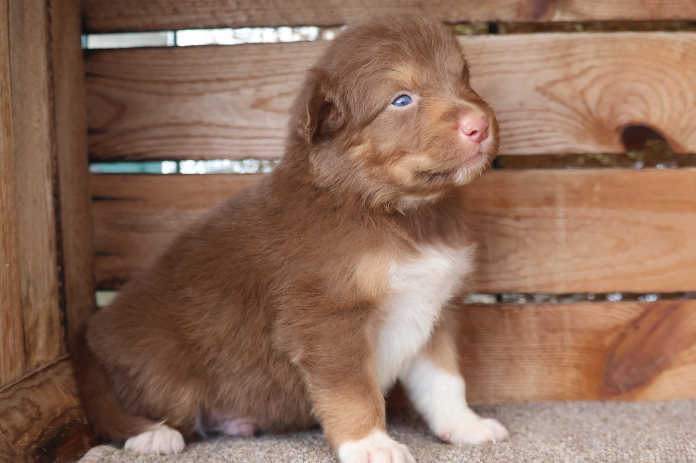 Des Highlands Du Sud - Chiots disponibles - Berger Australien