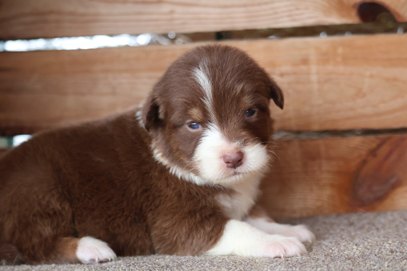 Des Highlands Du Sud - Chiots disponibles - Berger Australien