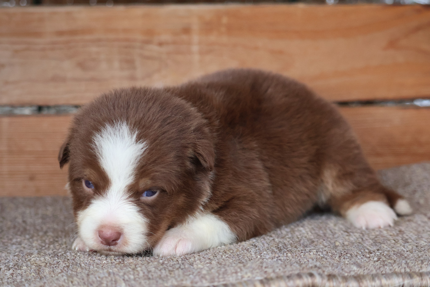 Des Highlands Du Sud - Chiots disponibles - Berger Australien